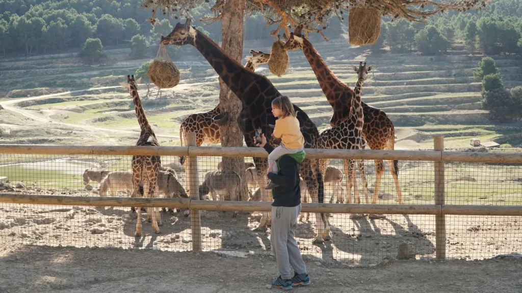 Kind kijkt vol bewondering naar een giraffe in de dierentuin
