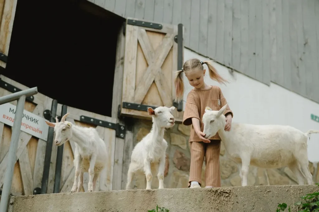 Kinderen aaien geitjes op een kinderboerderij