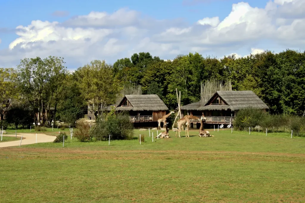 Giraffen op de savanne van een safaripark in Brabant