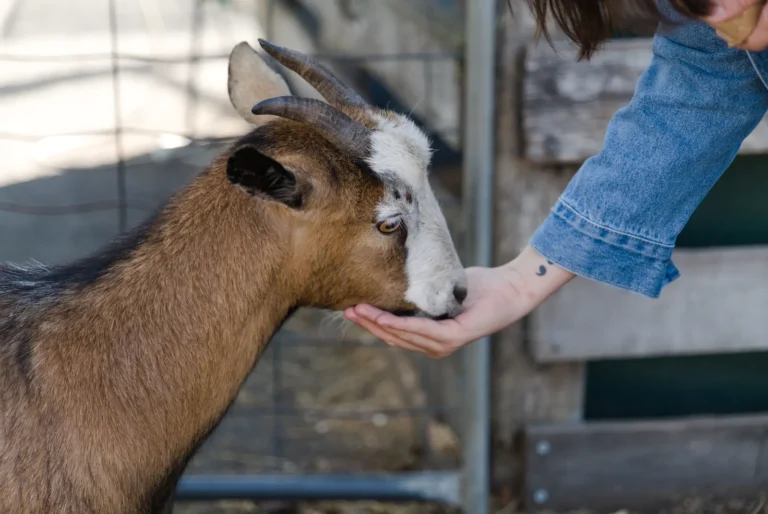 Peuter voert een geitje op de kinderboerderij
