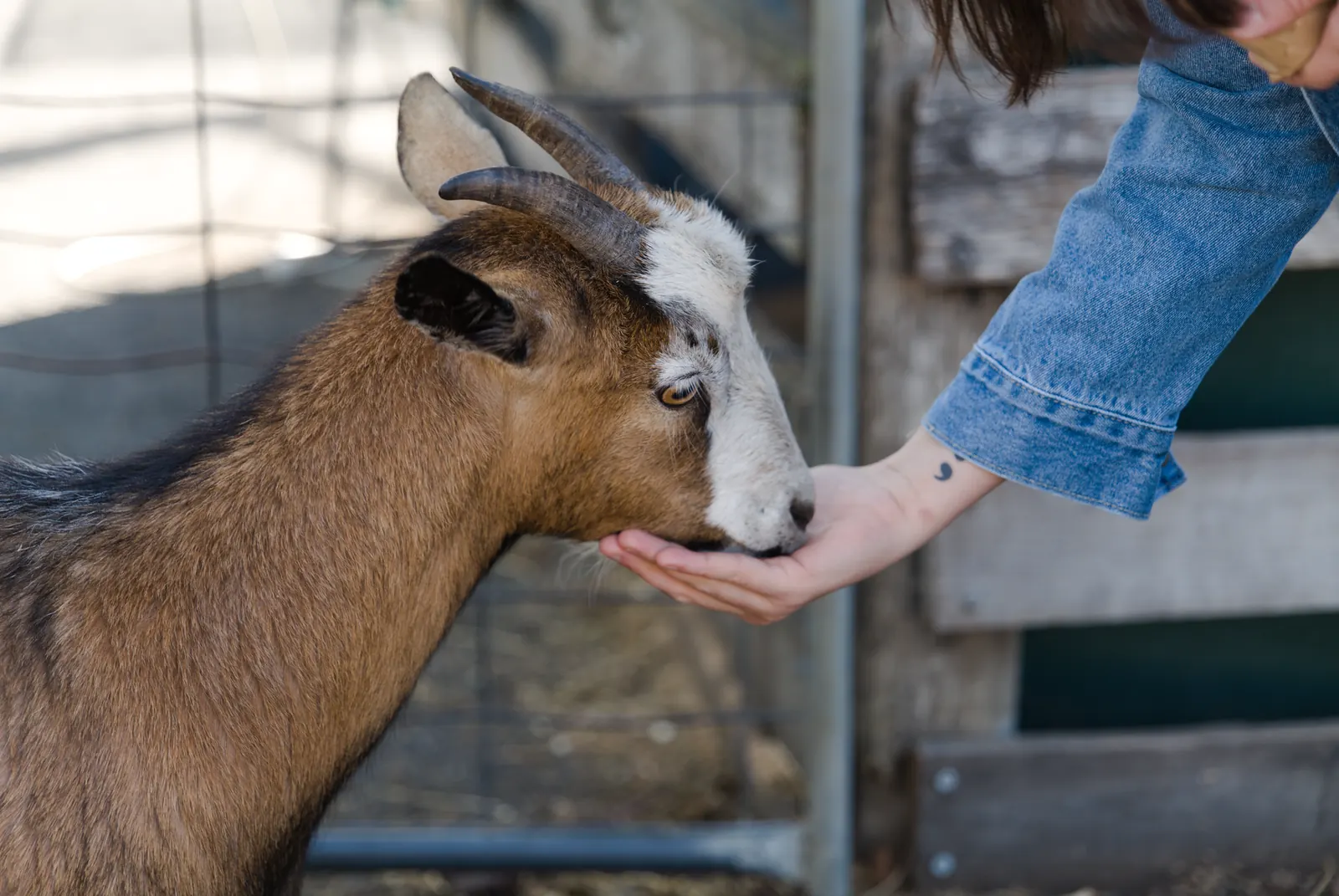 Peuter voert een geitje op de kinderboerderij