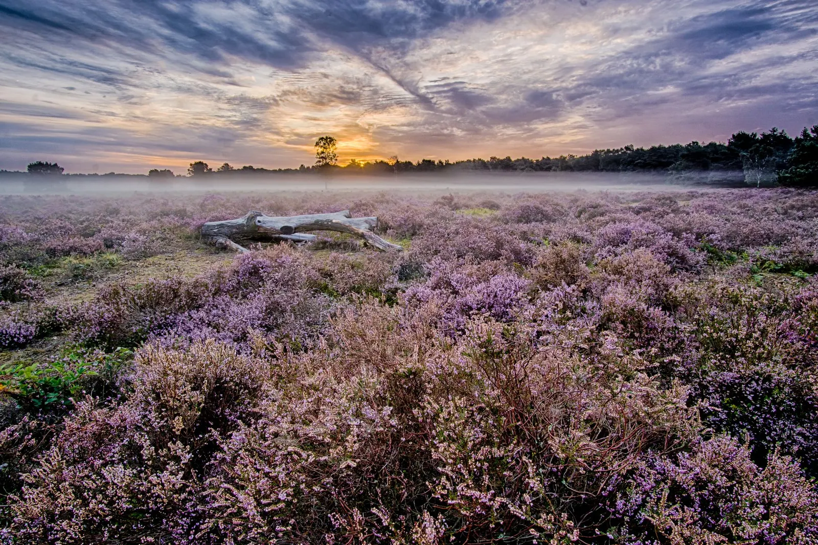 Paars bloeiende heide met jeneverbessen in Drenthe